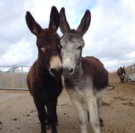 Donkeys 'sharing' a stick....just like a couple of big dogs :o) Burritos Videos, Donkey Pics, Baby Donkeys, Two Donkeys, Baby Donkey, Miniature Donkey, Cute Donkey, Silly Animals, Sweet Animals