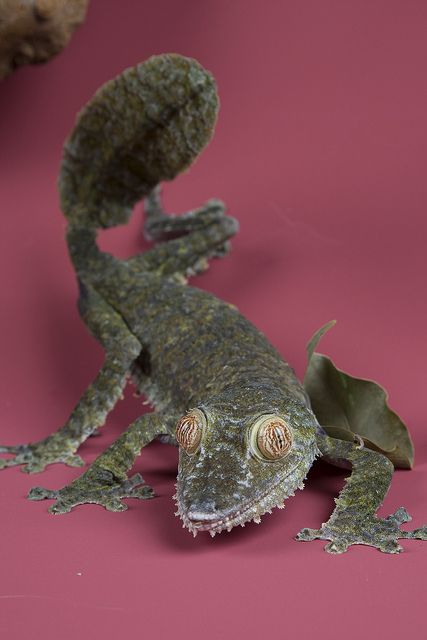 Giant leaf-tailed Gecko - (Uroplatus fimbriatus) by Smithsonian's National Zoo, via Flickr Leaf Tailed Gecko, Whooping Crane, Lizard Species, Snake Turtle, Artificial Insemination, Cute Reptiles, Crested Gecko, Chameleons, Frog And Toad