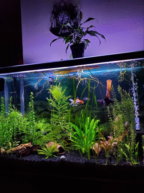 Betta Fish Tank Ideas For Office, Fish Tank Ideas Goldfish, Pet Fish Aesthetic Tank, Gold Fish Tank Ideas Aquarium, Planted Goldfish Tank, Goldfish Tank Aesthetic, Large Fish Tank Ideas, Fancy Goldfish Tank, 10 Gallon Fish Tank Ideas