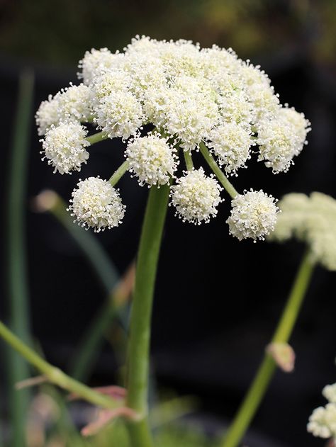 Angelica tomentosa "Wooly Angelica" Angelica Flower, White Angelica, Angelica Root, Cut Flower Garden, Moon Garden, Side Garden, Plant Cuttings, Tattoo Sleeve, Perennial Plants