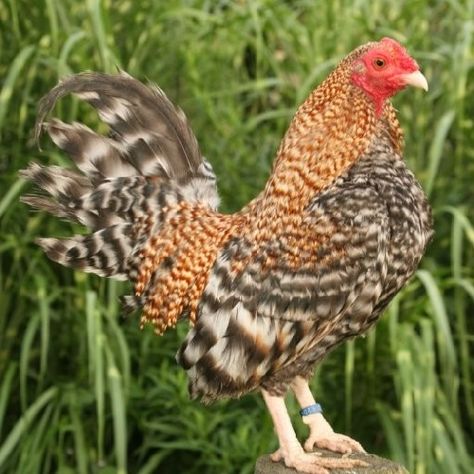 Bantam Chicken Breeds, Bantam Chicken, Poultry Breeds, Bantam Chickens, Game Fowl, Day Old Chicks, Backyard Flocks, English Games, Crazy Stuff