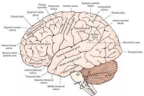 Human Brain Diagram, Nervous System Diagram, Brain Anatomy And Function, Brain Diagram, Brain Parts, Brain Models, Sistem Saraf, Gross Anatomy, Cerebral Cortex