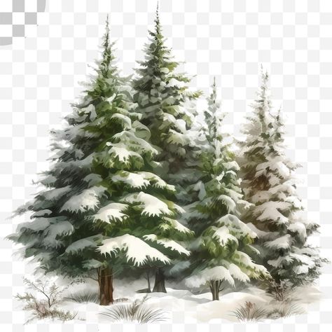 Pine tree watercolor transparent backgro... | Premium Psd #Freepik #psd #snowy #winter #snow-background #snowy-background 100 Illustration, Pine Tree Watercolor, Snowy Pine Trees, Snowy Background, Snow Background, Snow Illustration, Snow Trees, Dry Tree, Tree Watercolor