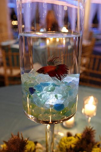 fish centerpieces. i always think about this. it would be amazing! Beta Fish Centerpiece, Table Aquarium, Fish Centerpiece, Nautical Centerpiece, Aquarium Wedding, Yacht Wedding, Sea Wedding, Beta Fish, Nautical Wedding