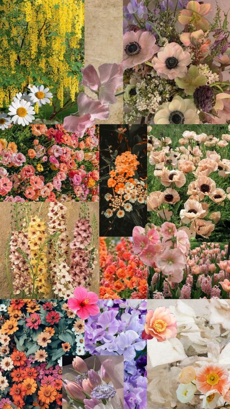 Created by lyssiii26 on Shuffles Peony Poppy, Collage Moodboard, Your Aesthetic, Peonies, Tulips, Flower Arrangements, Poppies, Mood Board, Daisy