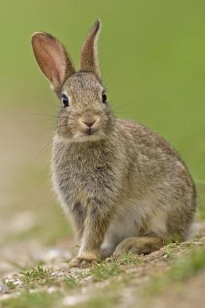 Young wild rabbit.  Notice that the ears can turn in slightly different directions to detect sounds. Rabbit Pictures, Rabbit Photos, Rabbit Drawing, Wild Rabbit, Bunny Pictures, Animal Reference, Animal References, Pet Rabbit