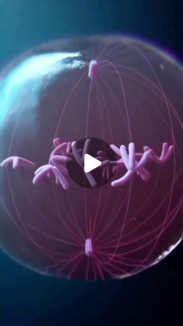 Prophase 1 Meiosis, Prophase Mitosis, Mitosis Video, Stages Of Mitosis, Body Facts, Human Body Facts, Biology Labs, Cell Cycle, Animal Cell