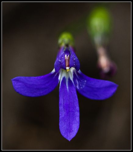 Angelsword - Australian Bush Bush Flowers, Flower Remedy, Australian Bush, Flower Essences, Wedding Flower Arrangements, Flower Arrangements, Wedding Flowers, Spirituality, Australia