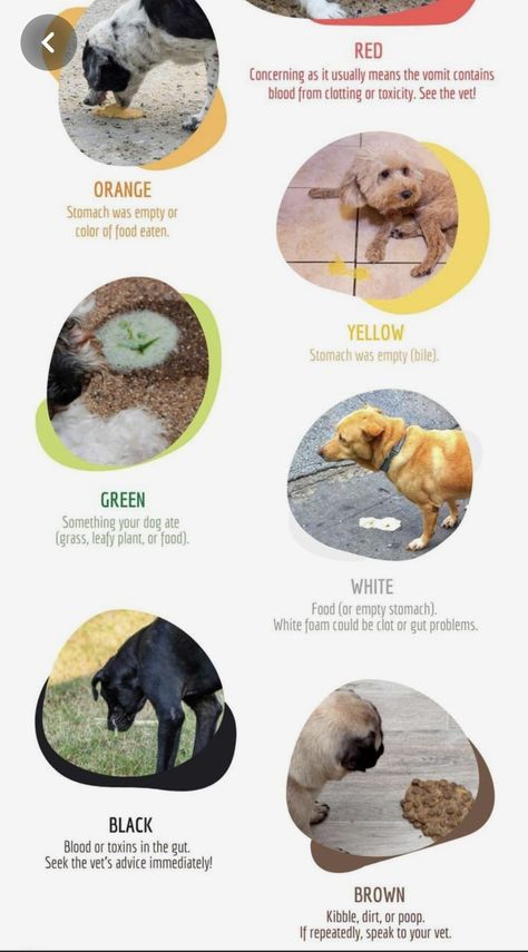 Dog Vomit Color Guide, Dog Vomit Remedies, Pet Binder, Dog Vomit, Dog Cologne, Dog Upset Stomach, Dog Throwing Up, Dog Illnesses, Dog Perfume