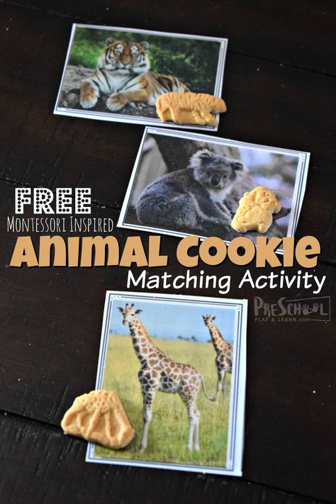 Animal Activities For Preschoolers, Animal Classification Worksheet, Printable Animal Masks, Animal Matching Game, Cycle For Kids, Animal Cracker, Animal Report, Animal Activities For Kids, Spring Activity