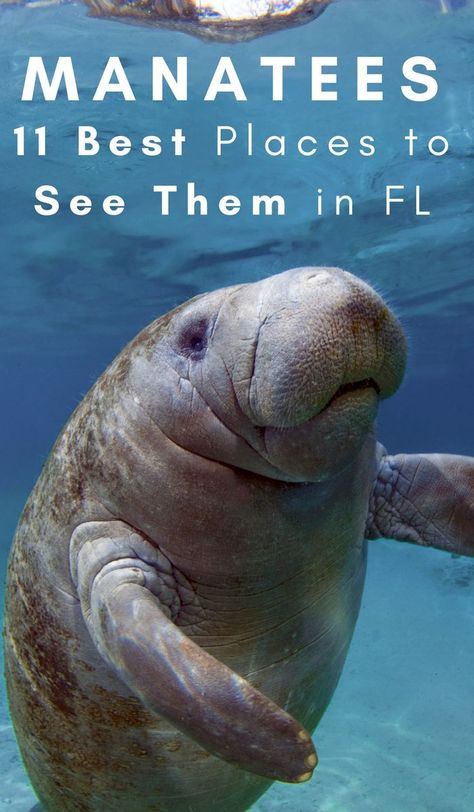 On a hunt to view manatees? There are the 11 best places to view manatees in Florida! Some places have up to 1,000 manatees in one location! #manatees #OurRoamingHearts #viewmanatees #florida #visitflorida #manateeawareness Manatees In Florida, Florida Vacation Spots, Blue Springs State Park, Manatee Florida, Florida Parks, Indian Shores, Florida State Parks, Florida Springs, Navy Wife