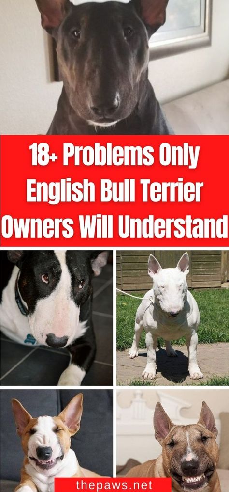 Funny Bull Terrier, Miniature English Bull Terrier, Black Bull Terrier, Brindle Bull Terrier, Bully Terrier, English Bull Terrier Puppy, Terrier Poodle Mix, Bull Terrier Funny, British Bull Terrier