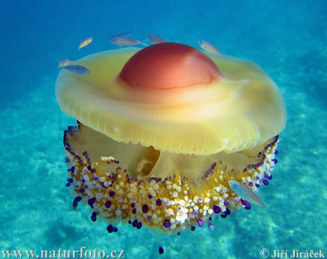 Cotylorhiza tuberculata Fried Egg Jellyfish, Egg Jellyfish, Sea Jellies, Sea Opal, Cnidaria, Life Under The Sea, Undersea World, Animal Groups, Underwater Life