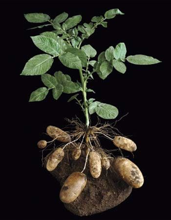 Much has been made of the fact that the potato plant can be encouraged to continuing growing longer and more productive root structure by gradually raising the soil level around the developing plant. Here at Extopian, we are going to share one more method to do so while, at the same time, finding new life for one of the biggest waste eyesores out there… the automobile tire. Potatoes In Containers, Container Potatoes, Kitchen Scraps, Planting Potatoes, Root Structure, Short Plants, Seed Starter, Growing Potatoes, Food Garden