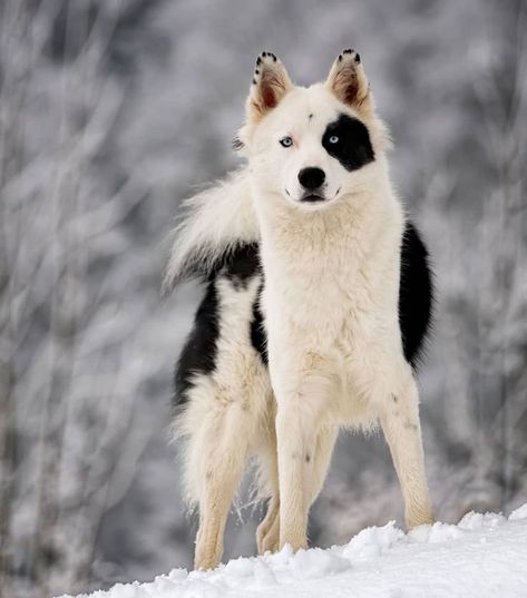 Russian Dog Breeds, Yakutian Laika, Laika Dog, Beautiful Dog Breeds, Most Beautiful Animals, Purebred Dogs, Pretty Dogs, Dog Sledding, Siberian Husky