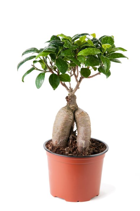 How to grow a Ginseng Ficus Bonsai Ficus Ginseng Bonsai, Ginseng Plant, Ficus Bonsai, Wisteria Bonsai, Ficus Bonsai Tree, Bonsai Ficus, Ficus Microcarpa, Bonsai Care, Bonsai Soil