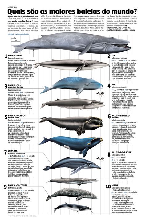 MUNDO ANIMAL on Behance Blue Whale Pictures, Whale Species, Whale Pictures, Save The Whales, Water Animals, Marine Conservation, Ocean Conservation, Marine Mammals, Animal Facts