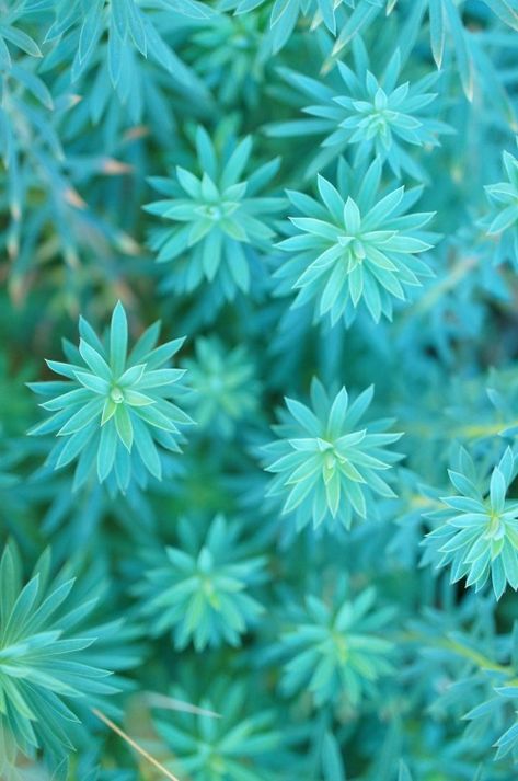 Euphorbias in my garden (by flora-file) Blue Flowers Aesthetic, Turquoise Aesthetic, Photo Bleu, Flowers Aesthetic, Shades Of Turquoise, Aqua Turquoise, Bleu Turquoise, Tiffany Blue, Green Aesthetic