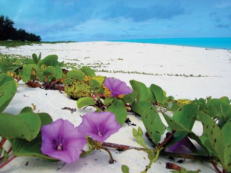 El bejuco de playa es una de las flores más resistentes a las condiciones salinas.   #Fiji #Amura #Travel #Fiyi Beach Plants, Pictures On The Beach, Flowers Name, Morning Glory Flowers, Beach Flowers, Fish Sea, Lush Garden, Beach Painting, Sea Waves