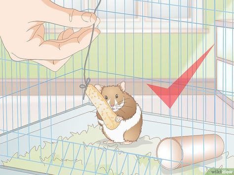 Hamster Treats, Hamsters, Have Fun, Feel Like, Anime