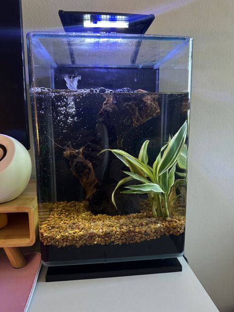 5 gallon betta fish tank with plant, gravel & plant substrate. Naturally colored with mopani driftwood. Planted Fish Tank, Fish Tank Gravel, Betta Tank, Plant Crafts, Betta Fish Tank, Desk Setup, Betta Fish, Gaming Setup, Fish Tank