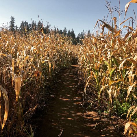 Corn Maze Entrance, Corn Maze Aesthetic, Corn Maze Photography, Fall Corn Maze Aesthetic, Corn Farm Aesthetic, Corn Maze Pictures, Falls Aesthetic, Seasons Aesthetic, 2000s Childhood