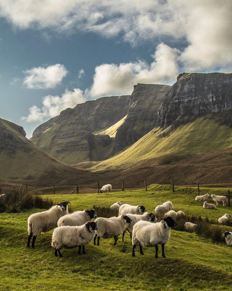 Psalms Study, Ireland Sheep, Procreate Landscape, Sheep Landscape, Highland Sheep, Celtic Nations, Ireland History, Isle Of Skye Scotland, Green Pastures