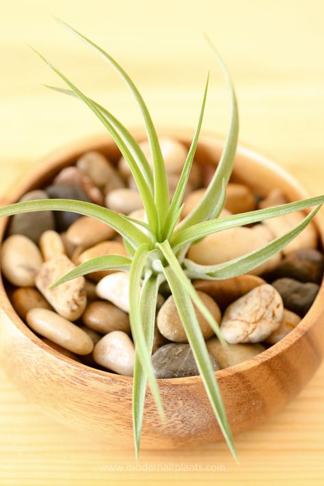 Pebbles and air plants - top houseplants Plant Arrangement Ideas, Plant Display Ideas, Plant Arrangement, Air Plants Care, Air Plant Display, Tillandsia Air Plant, Arrangement Ideas, Office Plants, Front Yard Landscaping Design