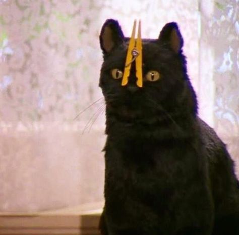 Salem Saberhagen, Salem Cat, Koci Humor, Cute Memes, Arte Horror, Pinterest Photos, Silly Cats, Cat Lady, Spirit Animal