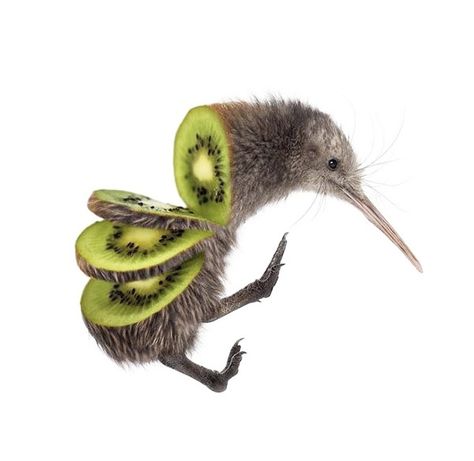 Kiwi Bird, Kiwi, Fruit