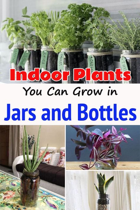 Hydro Indoor Plants, Growing Plants In Glass Jars, Indoor Plants In Glass Jars, Grow Plants In Water Jars, Plants In Glass Vases, Herbs In Glass Jars, Glass Pot Decorating Ideas, Glass Jar Planters Diy, Glass Pots For Plants