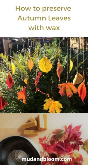 How to maintain autumn leaves with wax - Mud & Bloom Preserving Leaves, Nature Crafts Kids, Gardening Activities, Teaching Babies, Childrens Gardening, Nature Craft, Eco Friendly Kids, Nature Projects, Wax Flowers