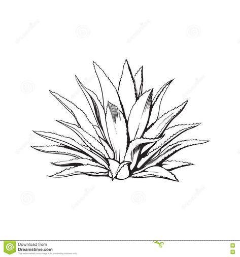 Succulent Drawings, Agave Tattoo, White Background Drawing, Blue Agave Plant, Agave Cactus, Mexican Tattoo, Plant Sketches, Drawing Black And White, Cactus Drawing