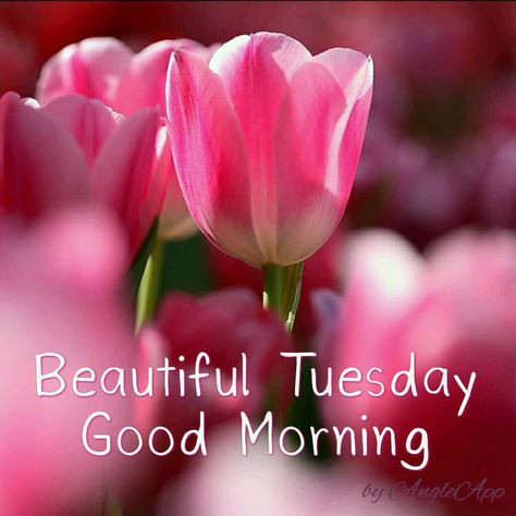 Good Morning Tuesday Wishes, Happy Friday Morning, Good Morning Tuesday Images, Happy Tuesday Morning, Tuesday Quotes Good Morning, Tuesday Images, Tuesday Greetings, Friday Wishes, Bon Mardi