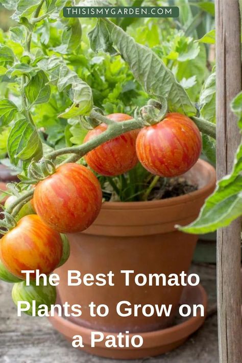 When it comes to growing great tomatoes in containers on your porch, deck or patio, big success starts with selecting the best, most flavorful varieties for small space growing! In this article, we take a quick look at a few of the biggest secrets to successful patio tomato growing, along with 5 amazing container tomatoes to grow that to fill your back deck, porch or patio with sensational flavor! Grow Tomatoes In Pots, Potted Tomato Plants Patio, Best Tomatoes To Grow In Containers, Porch Tomato Plants, How To Plant Tomatoes In A Pot, Container Tomatoes Growing, Grow Tomatoes In Containers, How To Grow Tomatoes In A Pot, Tomato Planter Ideas