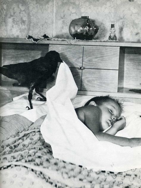 You never get to see a crow help a child to sleep anymore. | 40 Pictures That Show Just How Much The World Has Changed On The Wings Of Love, Sleeping Boy, Slaap Lekker, Crows Ravens, Strange Photos, The Crow, Black White Photos, White Photo, Life Magazine