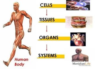 Human Body Worksheets, Science Cells, Integumentary System, Cells And Tissues, 7th Grade Science, Organ System, Muscular System, Human Body Systems, Body Cells