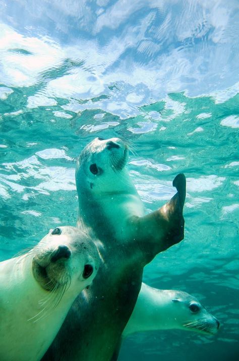 Animal Selfies, Animals Playing, Creature Marine, Sea Dog, Water Animals, Awesome Animals, Australian Animals, Beautiful Sea, Sea Lion