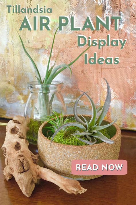 Tillandsia air plant display ideas can be overwhelming at the least. Using plants as decor has left many DIY air plants enthusiasts less enthused. Our customers are to your rescue with tons of Tillandsia ideas. #airplant #diyairplants #tillandsiaideas #airplants Tillandsia Ideas, Plants As Decor, Air Plant Display Ideas, Large Air Plants, Plant Centerpieces, Plant Display Ideas, Plant City, Air Plant Display, Tillandsia Air Plant