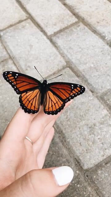 Photowall Ideas, Photographie Portrait Inspiration, Orange Aesthetic, Photo Wall Collage, + Core + Aesthetic, Butterfly Wallpaper, Cute Creatures, A Butterfly, Cute Little Animals