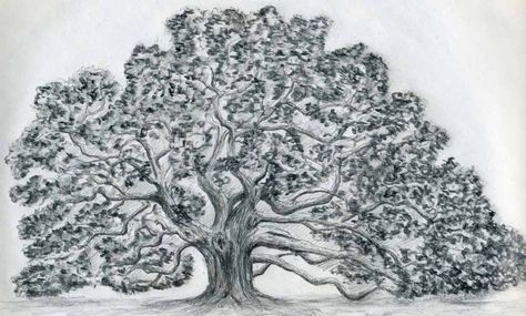 Draw An Oak Tree (lots of great drawing ideas here) Oak Tree Drawings, Angel Oak Trees, Oak Tree Tattoo, Angel Oak, Pine Tree Tattoo, Cool Tree Houses, Tree Mural, Palm Tree Tattoo, Live Oak Trees