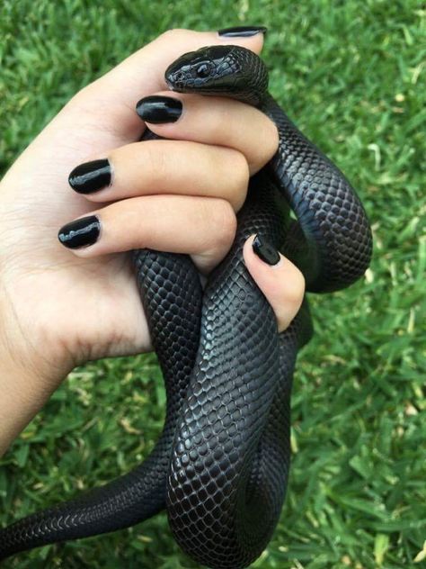 This is Raven. Mexican Black King  Picture by. Mia A Mexican Black Kingsnake, Cool Snakes, Python Regius, Colorful Snakes, Pretty Snakes, Ball Python Morphs, Corn Snake, Cute Snake, Cute Reptiles