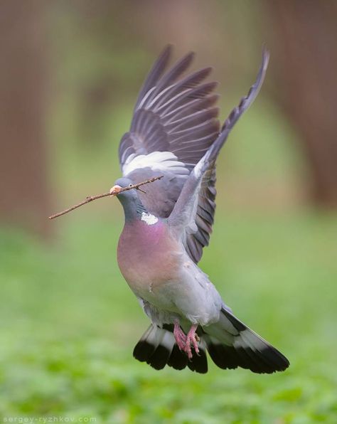 Feral Pigeon, Cute Pigeon, Conure Parrots, Wood Pigeon, Dove Pigeon, Pigeon Forge Tennessee, Dove Bird, Wildlife Habitat, All Birds