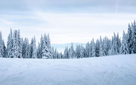 Download wallpaper 2560x1600 snow, winter, trees, winter landscape, snowy widescreen 16:10 hd background Snow Wallpaper Hd, Winter Snow Wallpaper, Wallpaper Winter, Mountain Background, Snow Covered Trees, Cute Christmas Wallpaper, Winter Background, Mac Laptop, Forest Wallpaper