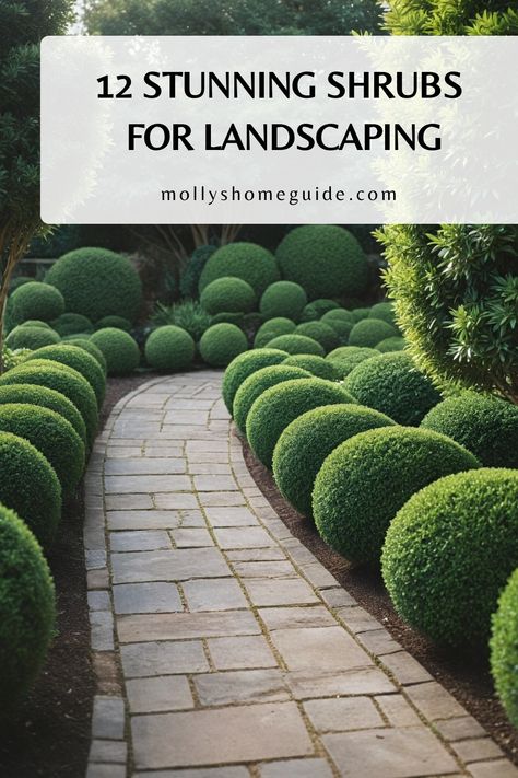 Explore our handpicked selection of the best shrubs for landscaping, including low maintenance options, evergreen varieties, and even flowering shrubs perfect for hedges. Whether you have full sun or partial shade, need shrubs for small spaces or the front of your house, there's something here for every landscape. Create a vibrant and colorful outdoor space with these no-effort plants that offer four-season interest. Foundation Plantings For Front Of House, Landscape Shrubs, Spirea Shrub, Small Evergreen Shrubs, Holly Shrub, Shrubs For Landscaping, Landscaping Shrubs, Landscape Plants, Perennial Shrubs