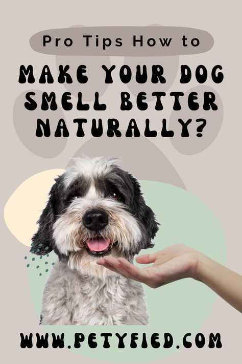 We all think about it at some point: how to make my dog’s breath smell better naturally? Just like healthy animals, dogs, too, have a natural odor. Sometimes, the scent gets unpleasant when they play outside, roll around in something smelly, or even have a medical issue. Smelly Dog Remedies, Bath Essential Oils, Daily Care Routine, Dog Perfume, Smelly Dog, Puppy Breath, Dog Breath, Dog Smells, Play Outside