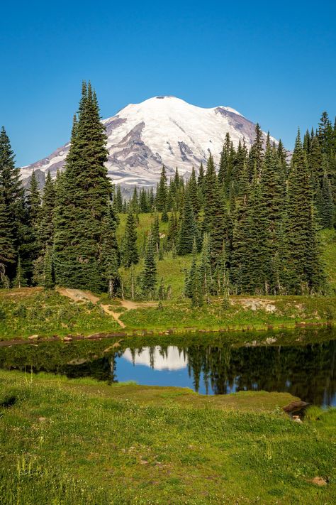 Hiking The Amazing Naches Peak Loop Trail At Mt. Rainier Washington State Hikes, Washington Hikes, Purple Wildflowers, Mount Rainier National Park, Mt Rainier, Pacific Crest Trail, Rainier National Park, North Cascades, Hiking Trip