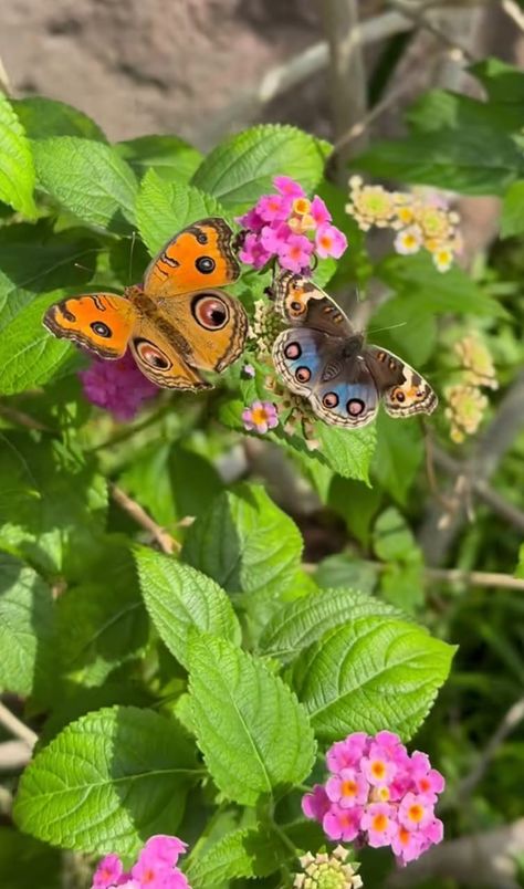 Garden Tattoo Sleeve, Pretty Flowers Photography, Gardening Drawing, Gardening Wallpaper, Cottagecore Garden, Nature Butterfly, Gardener Aesthetic, Wallpaper Garden, Garden Aesthetics