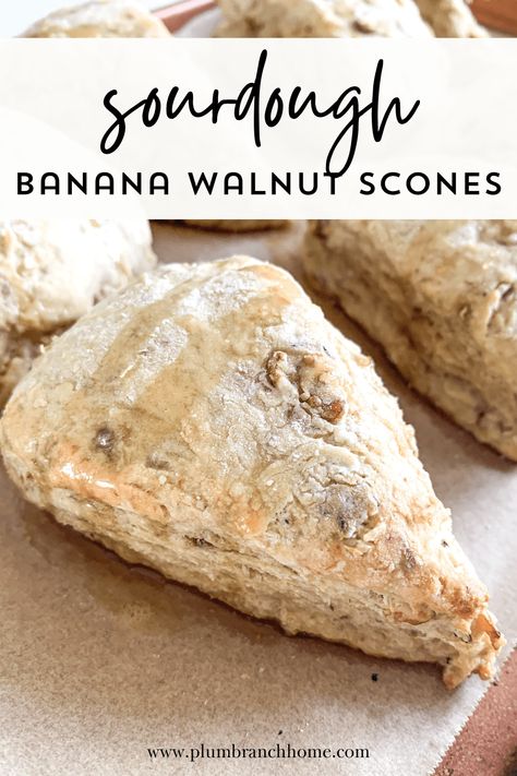 Every bite of these sourdough banana walnut scones is layered with fresh banana, pure maple syrup, sea salt, and chopped walnuts. It creates a balanced sweet and savory flavor with the perfect texture. Not to mention the finishing touch of a maple syrup drizzle and a sea salt sprinkle. You'll love how simple this recipe is! Banana Sourdough, Cheddar Scones Recipe, Sourdough Scones, Lemon Poppy Seed Scones, Walnut Scones, Sourdough Banana, Banana Scones, Banana Breakfast Recipes, Peach Scones