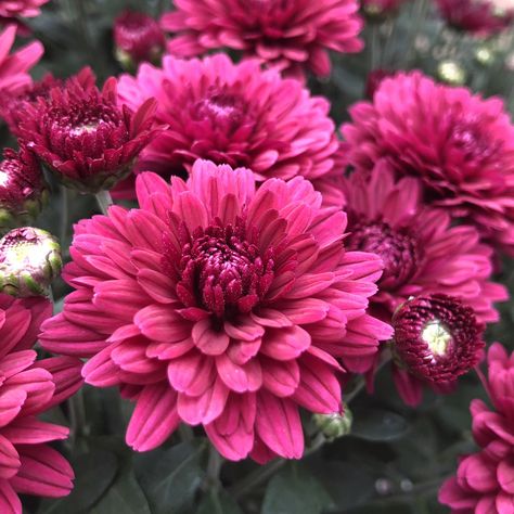 Garden Mum Plumberry - Buy Garden Mum Annuals Online Red Mums, Garden Mums, Proven Winners Perennials, Planting Mums, Garden Mum, Long Blooming Perennials, Annual Garden, Fall Mums, Fall Accents